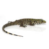 Baby Bruiser Tegu - Image 2