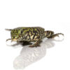 Baby Bruiser Tegu - Image 3