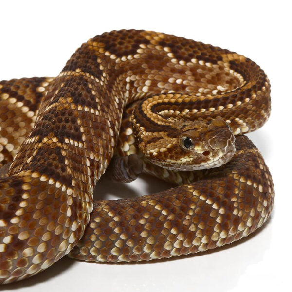 Baby Cascabel Rattlesnake
