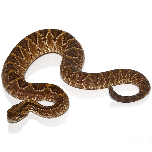 Baby Cascabel Rattlesnake - Image 2