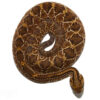Baby Cascabel Rattlesnake - Image 3