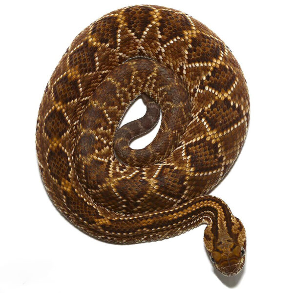 Baby Cascabel Rattlesnake - Image 3