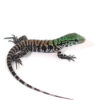 Baby Chacoan White Headed Tegu
