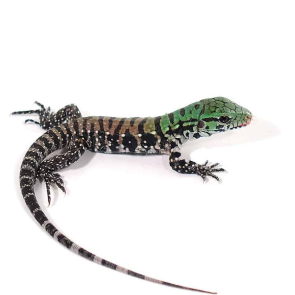 Baby Chacoan White Headed Tegu