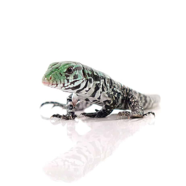 Baby Chacoan White Headed Tegu - Image 2