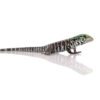 Baby Chacoan White Headed Tegu - Image 3