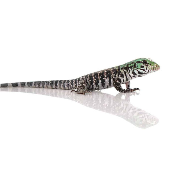 Baby Chacoan White Headed Tegu - Image 3