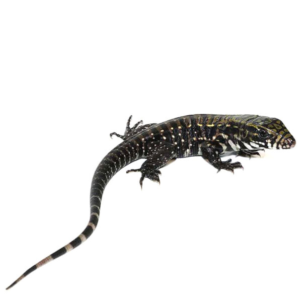 Baby Deep Purple Tegu - Image 2