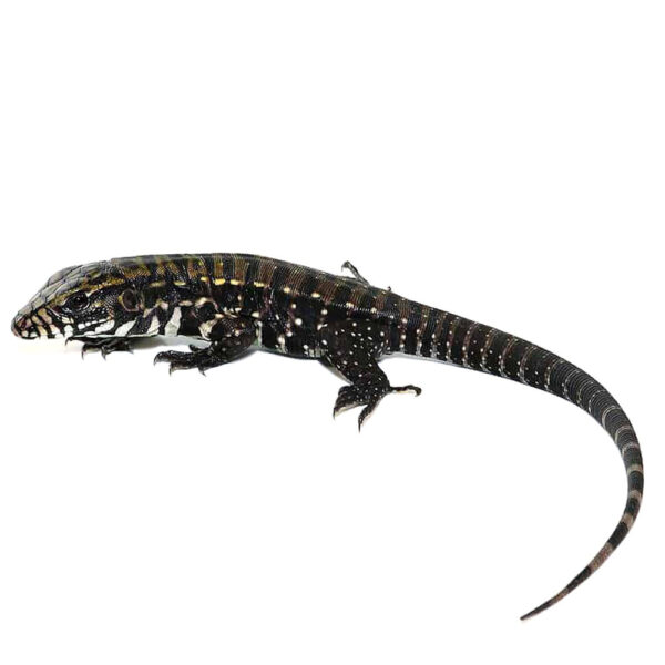 Baby Deep Purple Tegu - Image 3