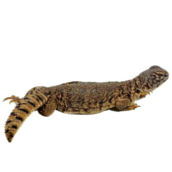 Baby Dispar Uromastyx - Image 2