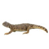 Baby Dispar Uromastyx - Image 3