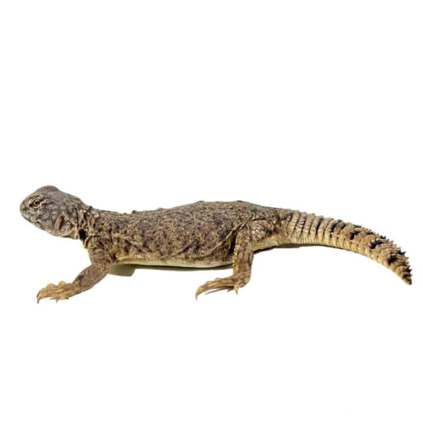 Baby Dispar Uromastyx - Image 3