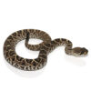 Juvenile Eastern Diamondback Rattlesnake - Image 2