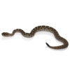 Juvenile Eastern Diamondback Rattlesnake - Image 3
