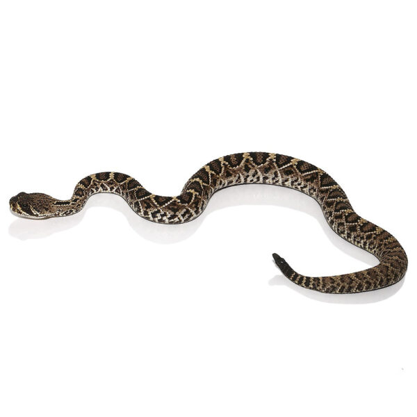 Juvenile Eastern Diamondback Rattlesnake - Image 3