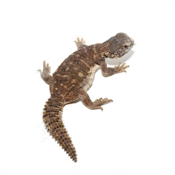 Baby Egyptian Uromastyx - Image 3