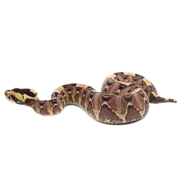 Baby Gabino Vipers - Image 2