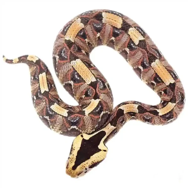 Baby Gabino Vipers - Image 3