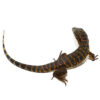 Baby Gold Tegu