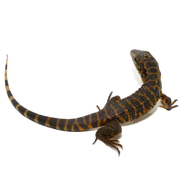 Baby Gold Tegu