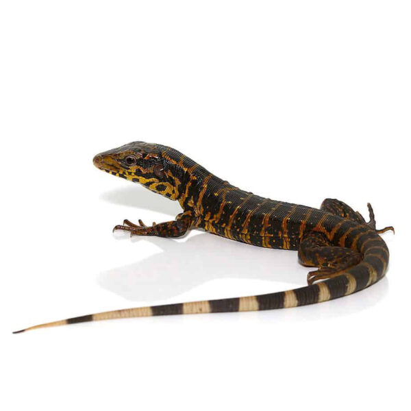 Baby Gold Tegu - Image 2