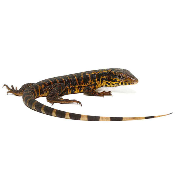 Baby Gold Tegu - Image 3