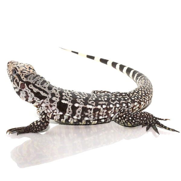 Baby Ice Tegu - Image 2