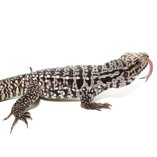 Baby Ice Tegu - Image 3