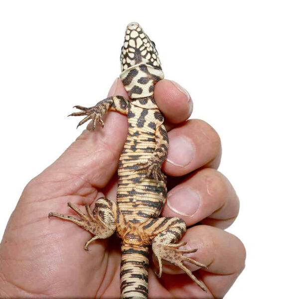 Baby Merica Tegu - Image 2