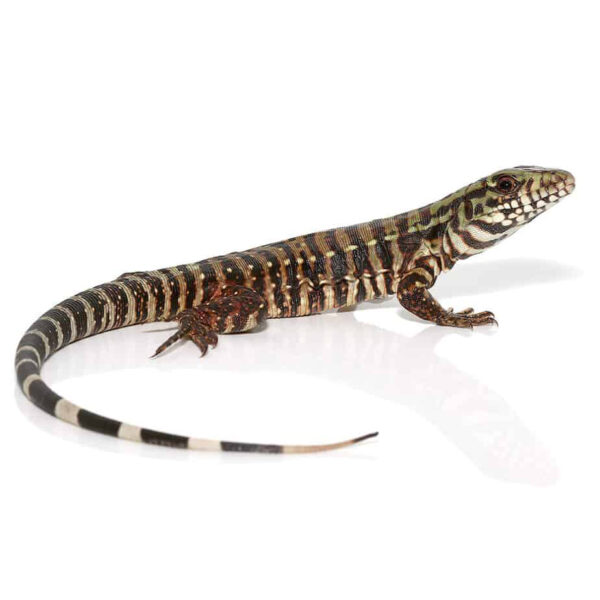 Baby Merica Tegu - Image 3