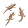 Baby Ornate Uromastyx Trio #1 - Image 2