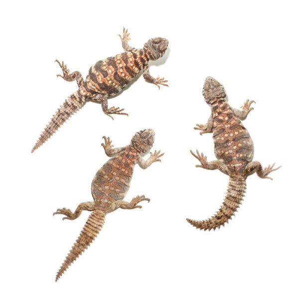 Baby Ornate Uromastyx Trio #1 - Image 2