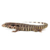 Baby Paraguayan Red Tegu - Image 2