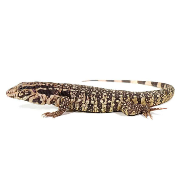 Baby Paraguayan Red Tegu - Image 2