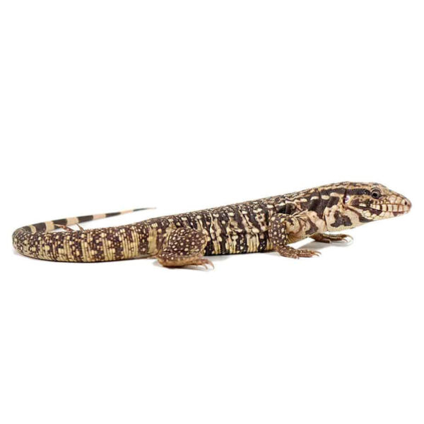 Baby Paraguayan Red Tegu - Image 3