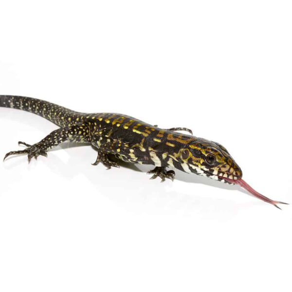 Baby Porphura Tegu - Image 2