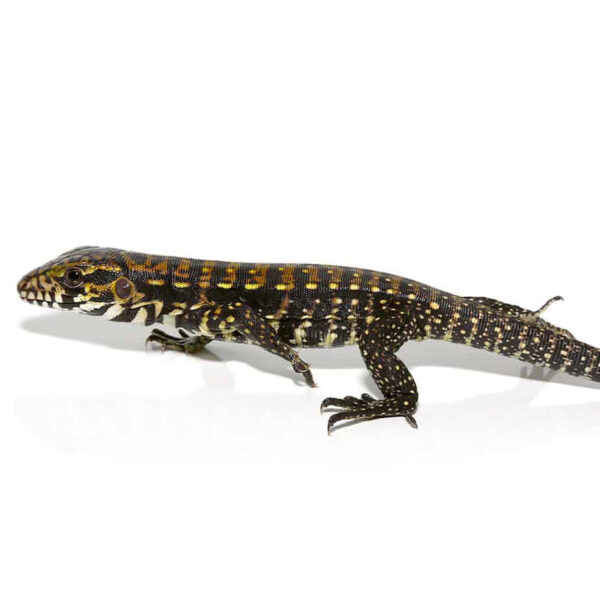 Baby Porphura Tegu - Image 3