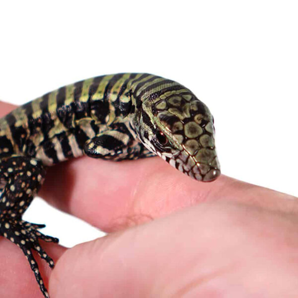 Baby Purple Tegu - Image 2