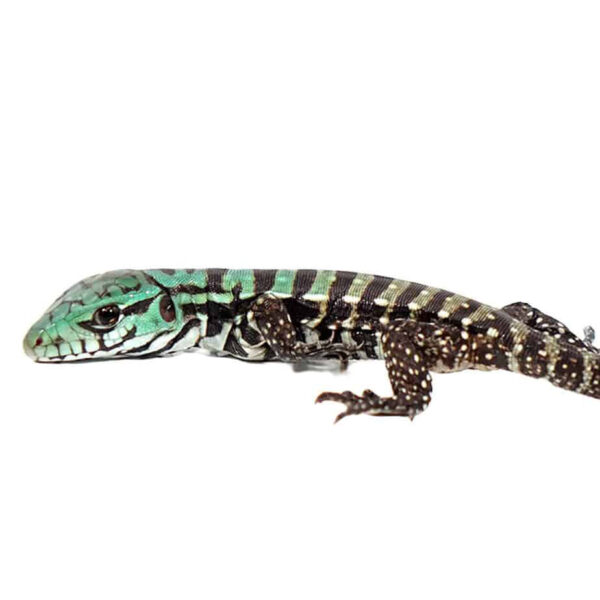 Baby Purple Tegu - Image 3