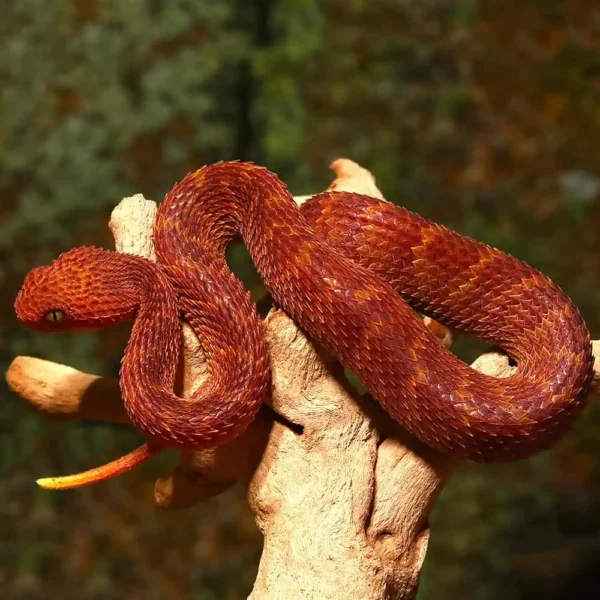 Baby Red Squamigera Bush Viper - Image 2