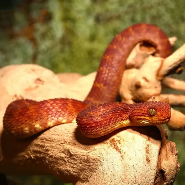 Baby Red Squamigera Bush Viper - Image 3
