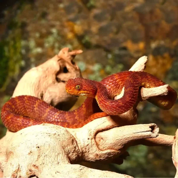 Baby Red Squamigera Bush Viper - Image 4