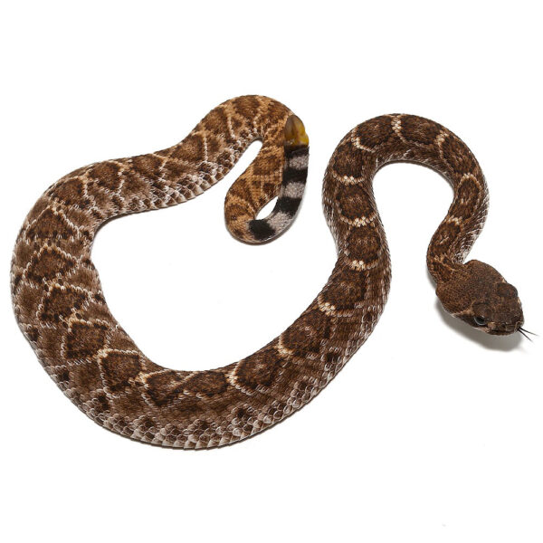 Baby Red Western Diamondback Rattlesnake - Image 3