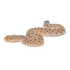 Baby Saharan Sand Viper - Image 2