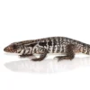 Yearling Snowmaker Tegu - Image 3