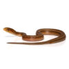 Baby Suriname Mock Viper - Image 2
