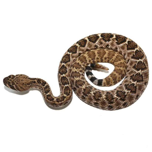 Baby Western Diamondback Rattlesnake - Image 2