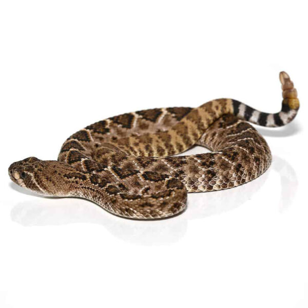 Baby Western Diamondback Rattlesnake - Image 3
