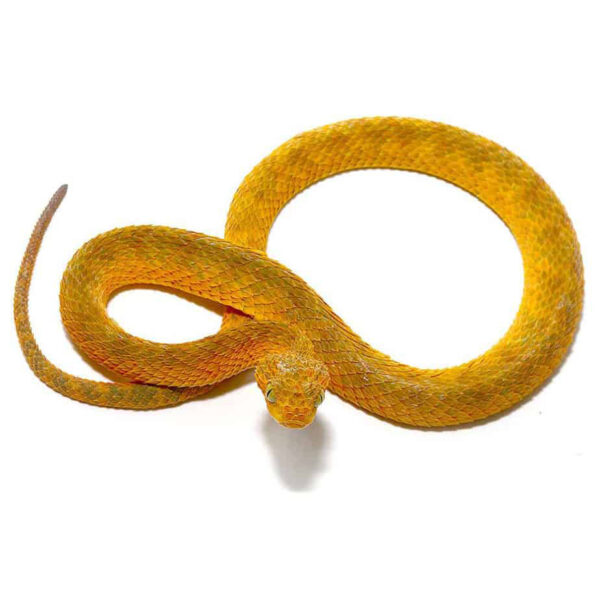 Baby Yellow Orange Squamigera Bush Viper