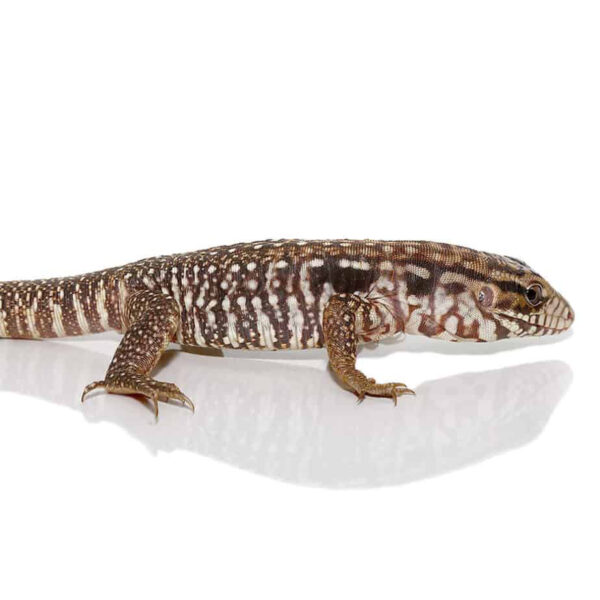 Baby Black Flame Tegu - Image 2